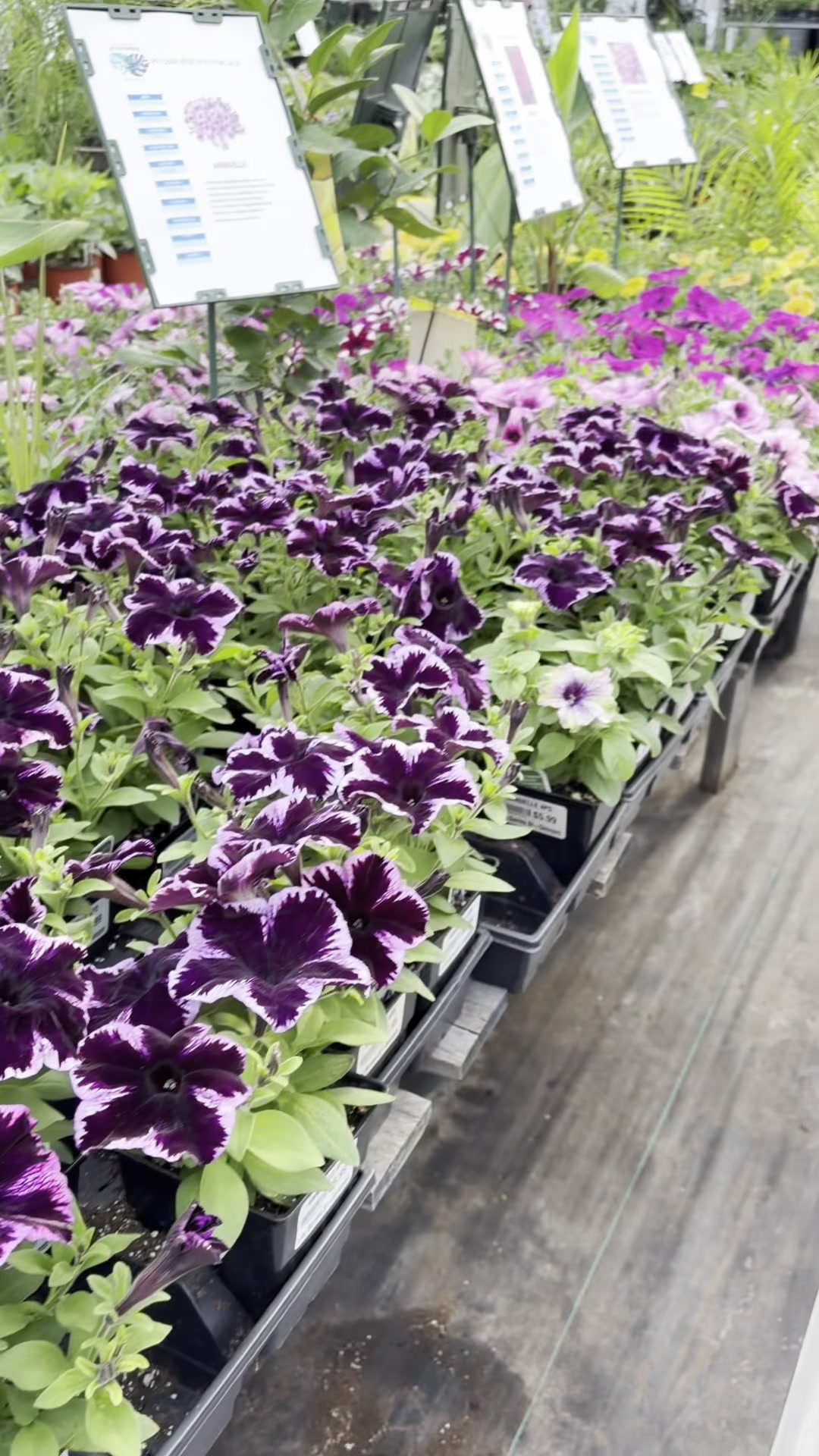 Miniature vid&eacute;o Publio par Les Serres St-Georges - Botanix