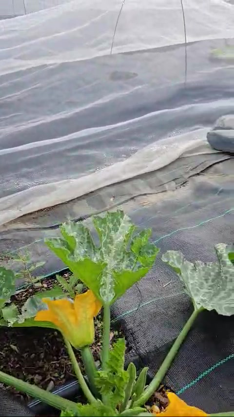 Miniature vid&eacute;o Publio par La Pomme du cerf