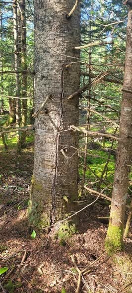 Groupement Forestier de Beauce 