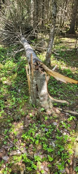 Groupement Forestier de Beauce 