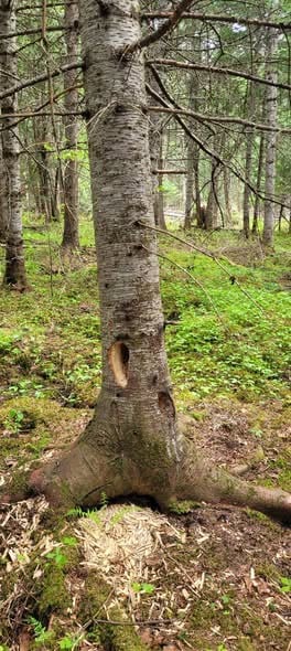Groupement Forestier de Beauce 