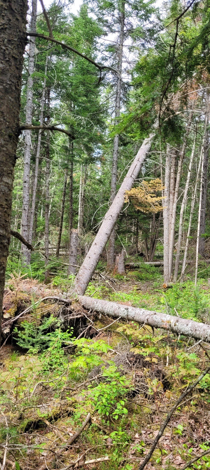 Groupement Forestier de Beauce 