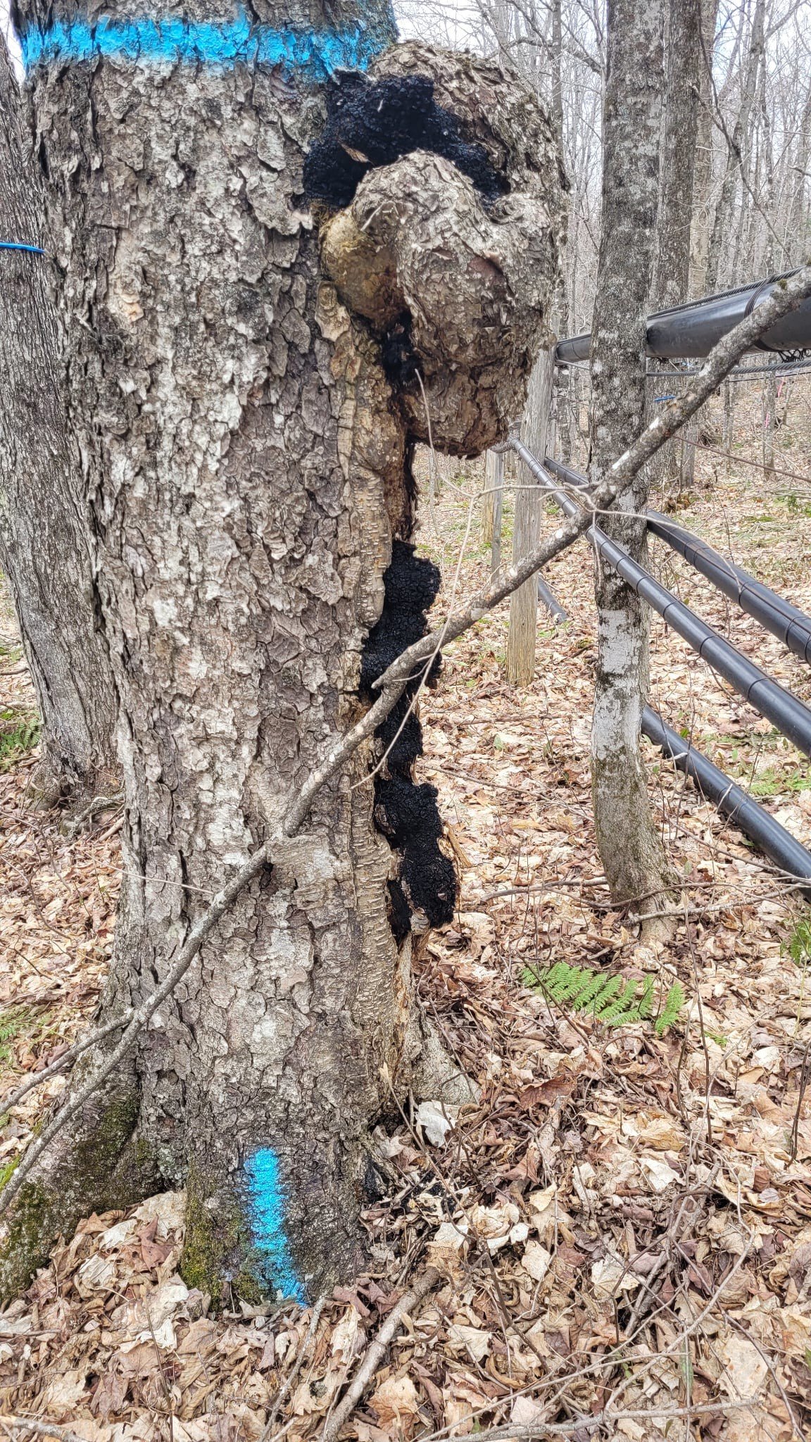 Groupement Forestier de Beauce 