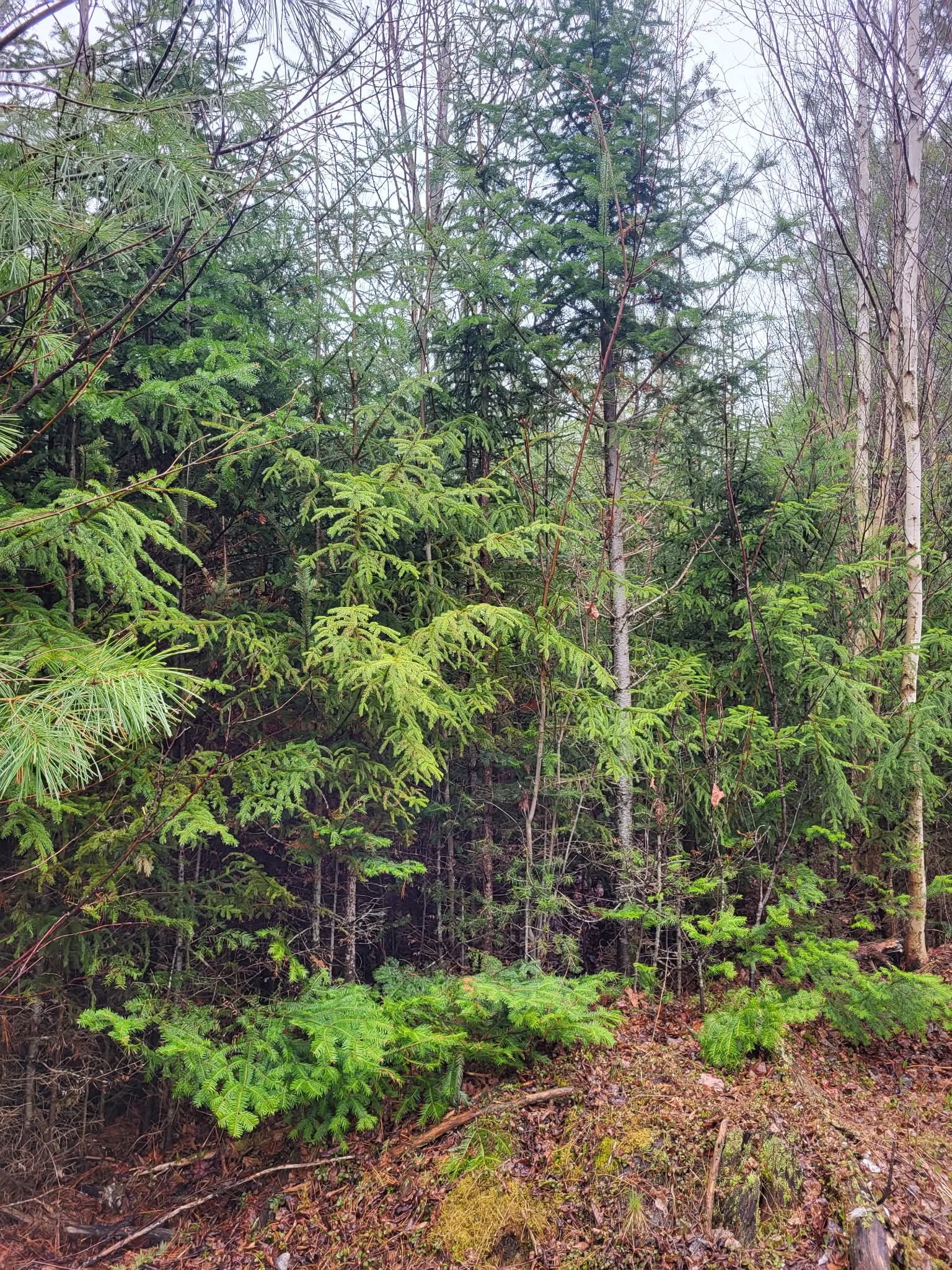 Groupement Forestier de Beauce 