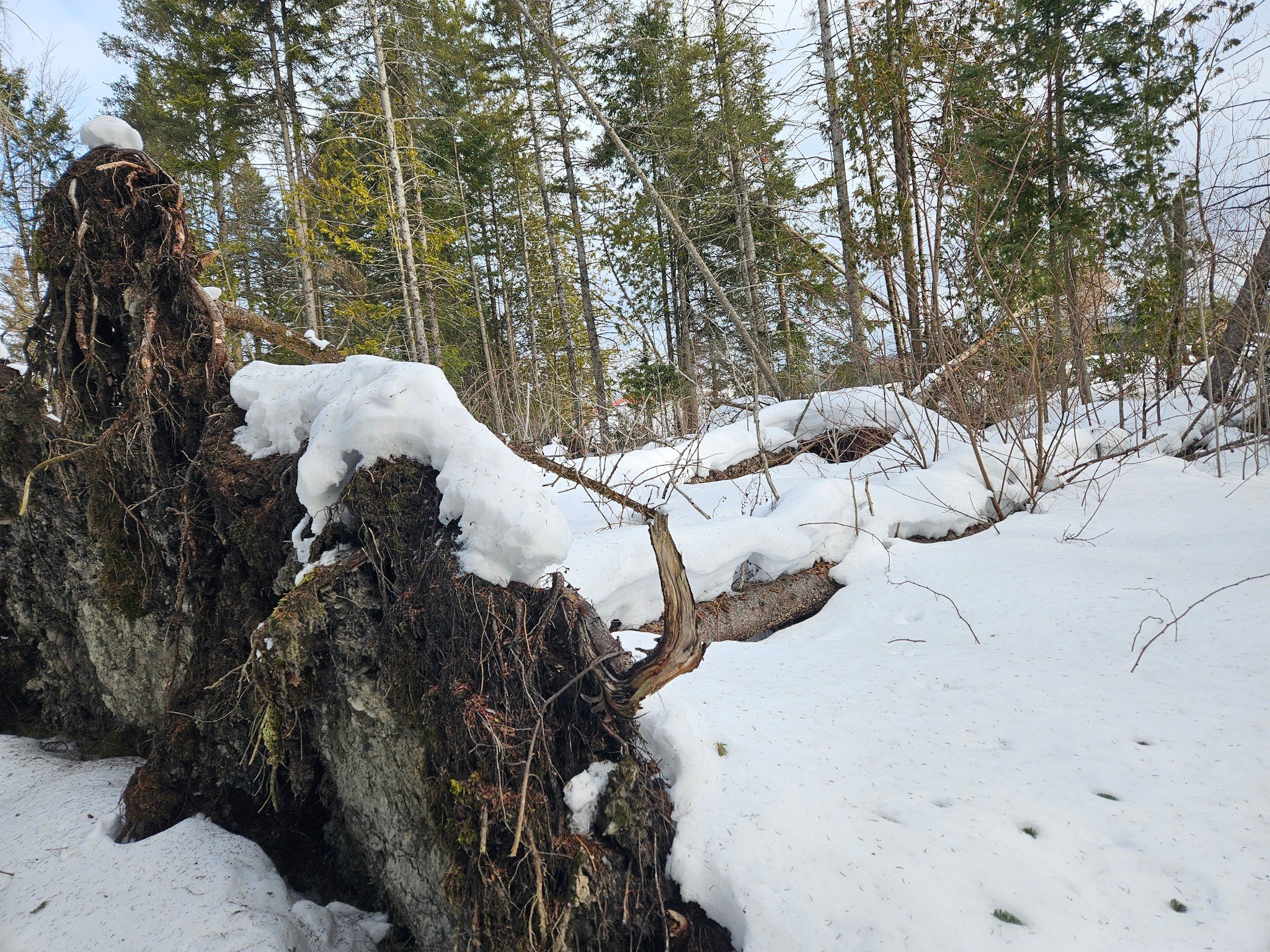 Groupement Forestier de Beauce 