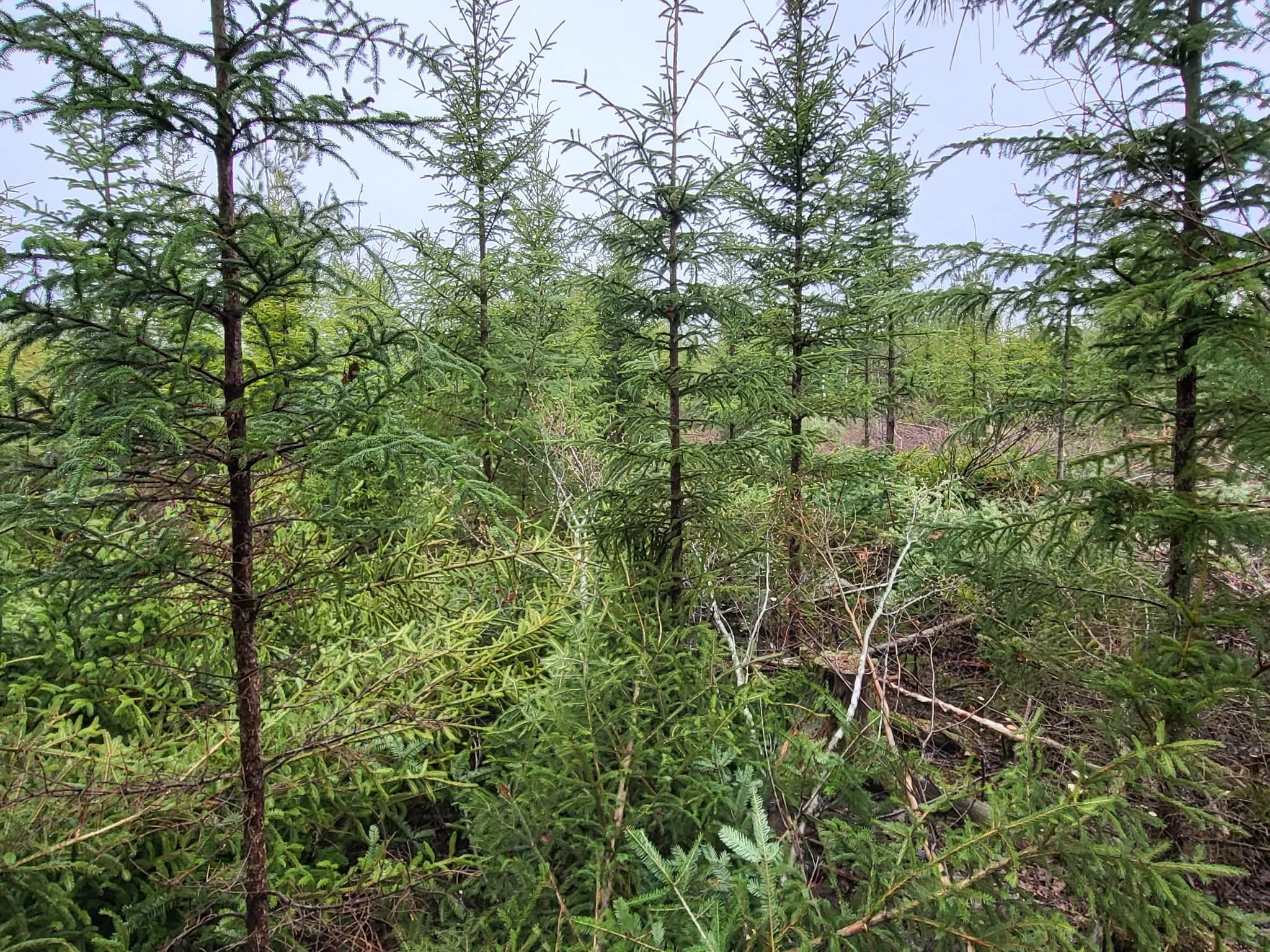 Groupement Forestier de Beauce 