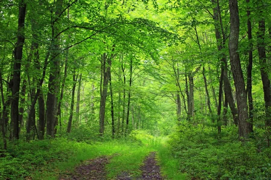 Groupement Forestier de Beauce 