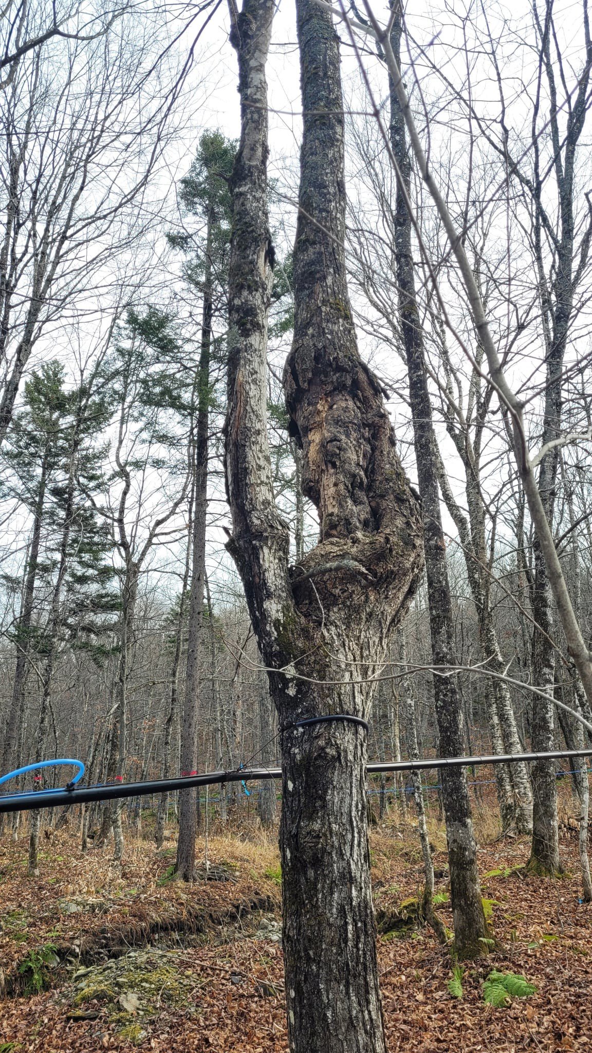 Groupement Forestier de Beauce 