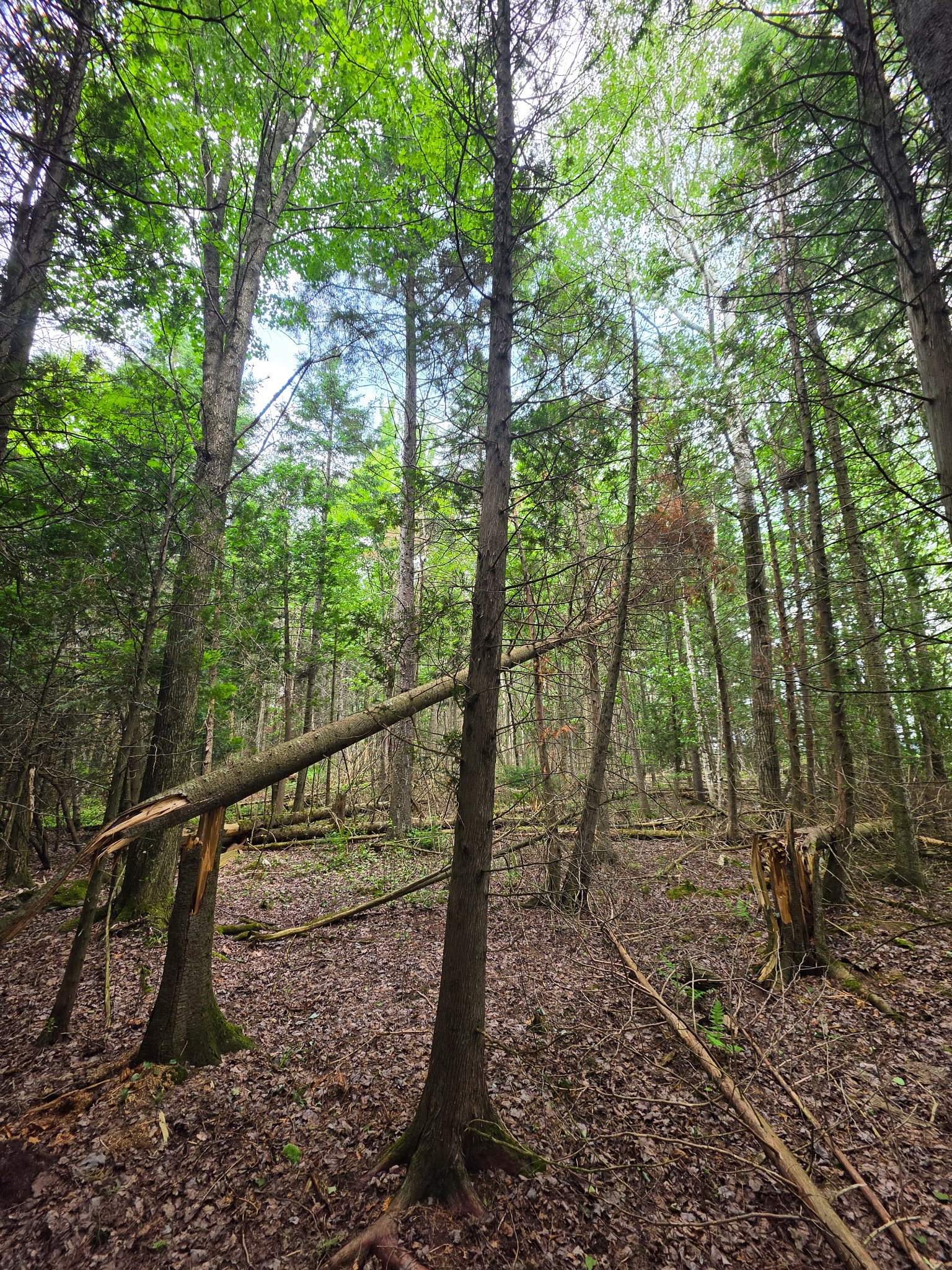 Groupement Forestier de Beauce 