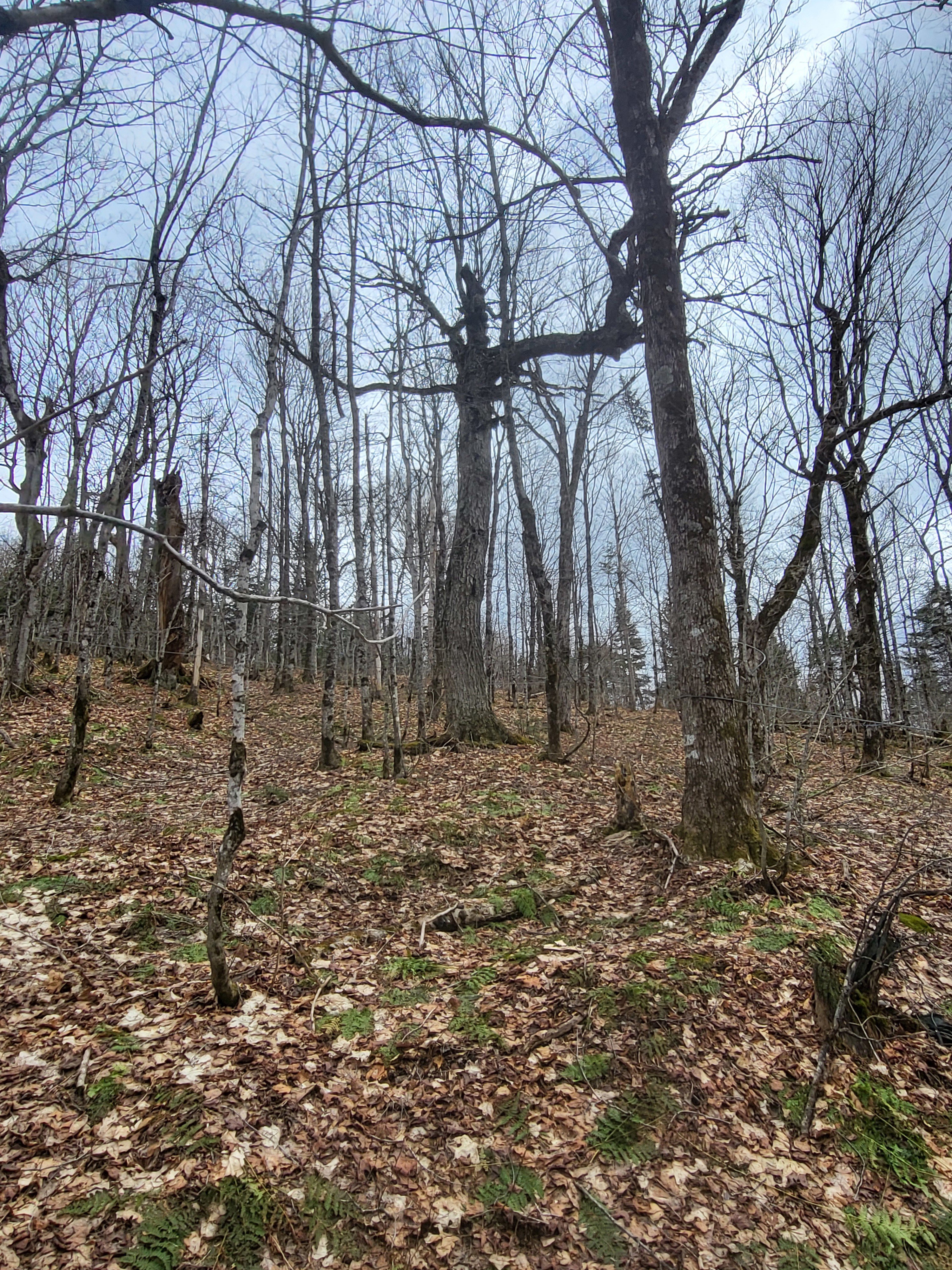 Groupement Forestier de Beauce 