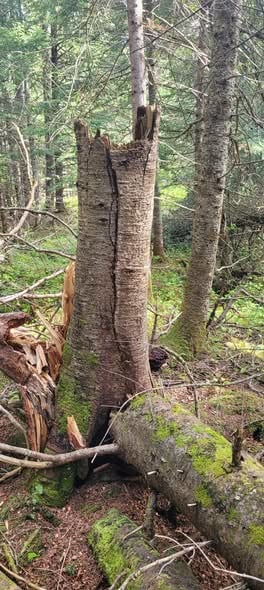Groupement Forestier de Beauce 