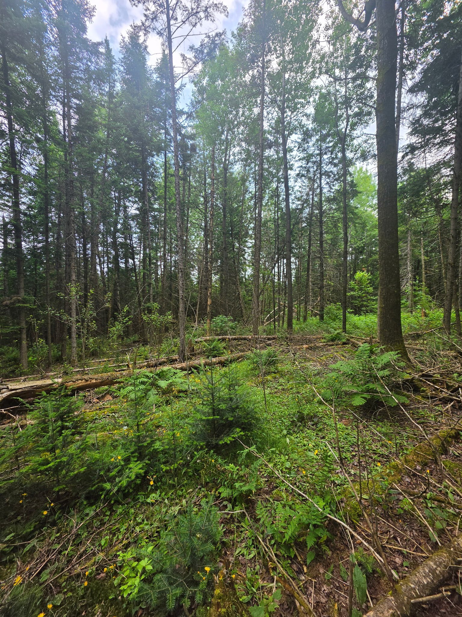 Groupement Forestier de Beauce 