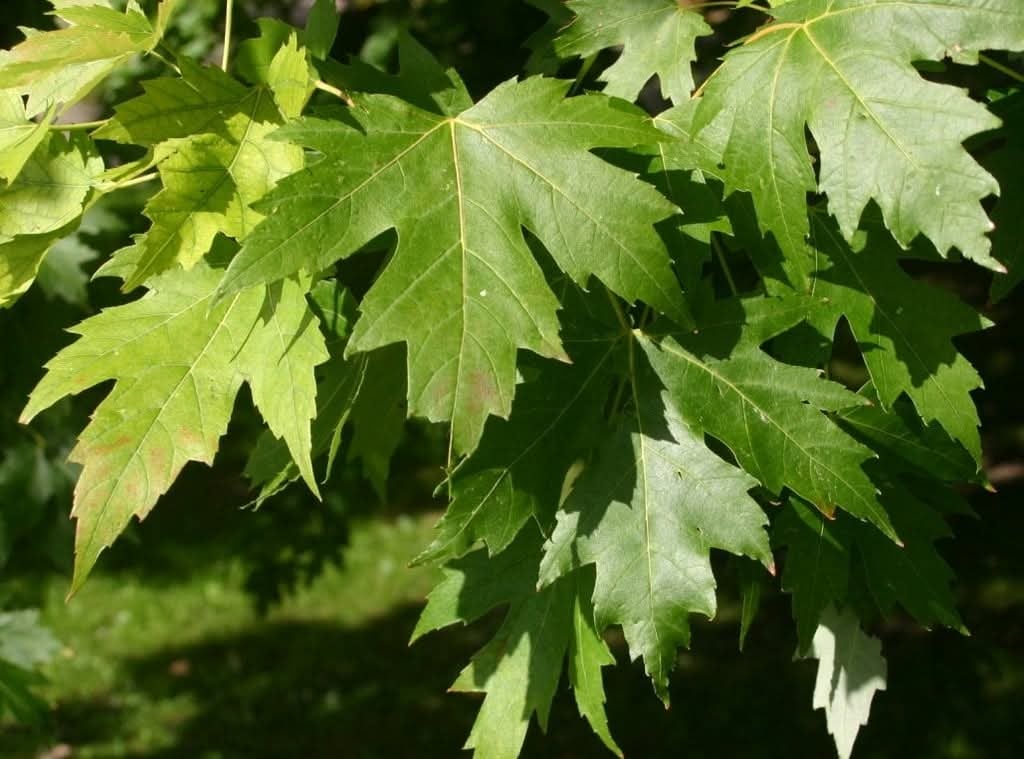 Groupement Forestier de Beauce 