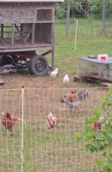 Miniature video Publio par La Pomme du cerf