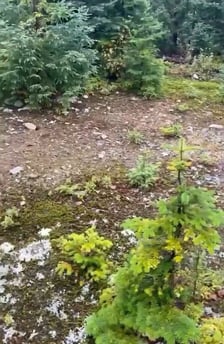 Miniature video Publio par Import Export Fourrures